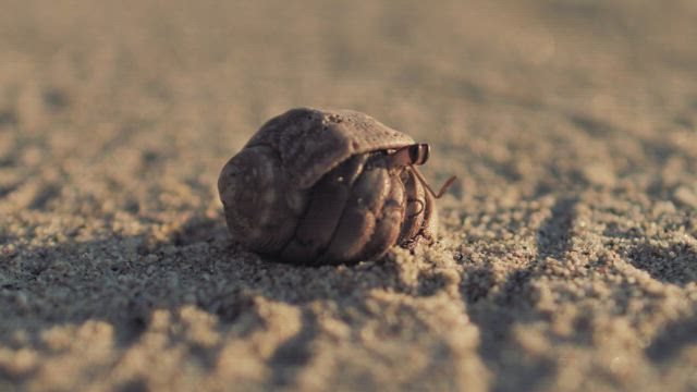 Hermit crab walking on the sand.