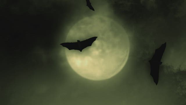 Bats and the full moon on Halloween.